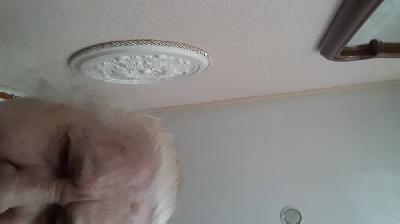 Owl Image